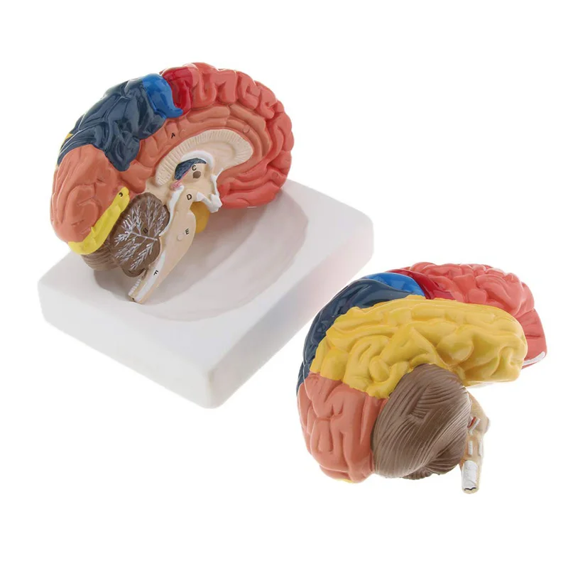 Life Size Anatomical Human Bra - Medical Lab And Science 评论和价格