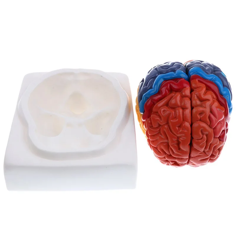 Life Size Anatomical Human Bra - Medical Lab And Science 评论和价格